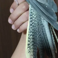 پرنده|پرنده|فولادشهر, A3|دیوار