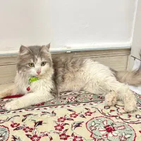 گربه dlh خانگی