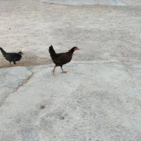 خروسک خوتکا محلی اصل عربی جوجه بودن