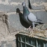 کبوتر مسافتی|پرنده|نگین شهر, |دیوار