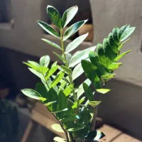 گیاهانی که کشتنشون غیر ممکنه