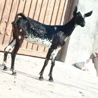 بز صلاله آبستن|حیوانات مزرعه|بندرعباس, |دیوار