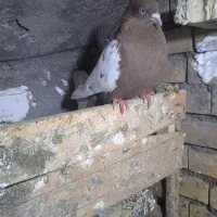 سینه سورخ|پرنده|گتوند, |دیوار