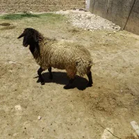 تخلو نر