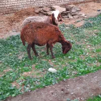 میش ابستن|حیوانات مزرعه|نیشابور, دهنو|دیوار