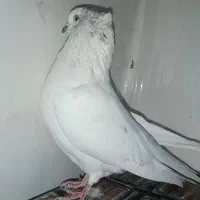 کفتر|پرنده|شازند, |دیوار