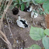 فروش اردک|حیوانات مزرعه|مسجد سلیمان, |دیوار