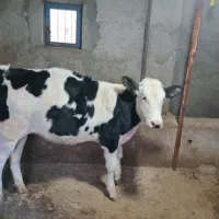 فروش|حیوانات مزرعه|جیرنده, |دیوار