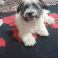 اعلام مفقودی