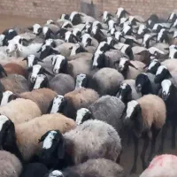 ۱۲۰ راس شیشک میش شال هیکلی درشت آبستن سنگین|حیوانات مزرعه|بوئین زهرا, |دیوار