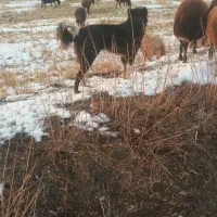 سگ ماده نزدیک به یکسال|سگ|فولادشهر, فولادشهر|دیوار