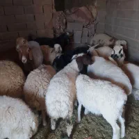 میش بره چاق ونربز چاق