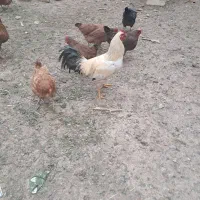 خروس|حیوانات مزرعه|تربت جام, شهید نصرالهی|دیوار
