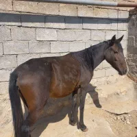 دو عدد گوساله|حیوانات مزرعه|ایذه, |دیوار