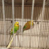 مرغ عشق|پرنده|گرگان, |دیوار