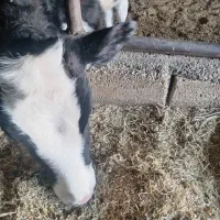 گوساله|حیوانات مزرعه|عسگران, |دیوار