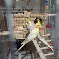 یک جفت عروس هلندی مولد تخم گذار