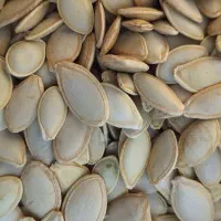 کدو گوشتی لوکس سایز ده و یازده|عمده‌فروشی|شیراز, اکبر آباد|دیوار
