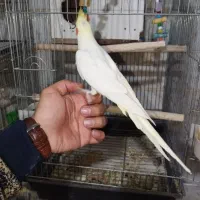 عروس هلندی رو تخم