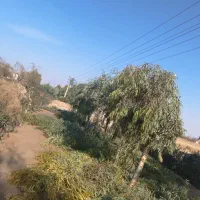 هرس.باغبانی|خدمات باغبانی و درختکاری|قم, بلوار امین و ساحلی|دیوار