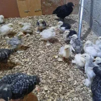 جوجه ونیمچه وبالغ مرغ وخروس آمروک ومرندی