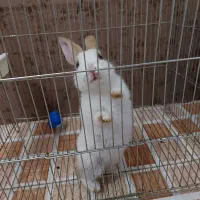 خرگوش مینیاتوری