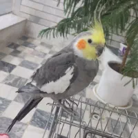 ۲عدد عروس هلندی