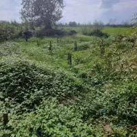 ۲۱۴ متر زمین مسکونی  فروش فوری . معاوضه