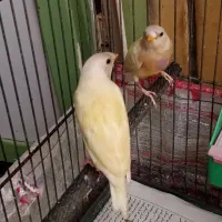 فنچ گلدین|پرنده|کرج, حیدرآباد|دیوار