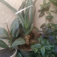 گلهای آپارتمانی|گل و گیاه طبیعی|کرمانشاه, |دیوار