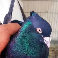 نروماده زاغدمسفید چشم و نوک