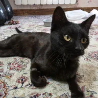 واگذاری گربه|گربه|شیراز, سیلو|دیوار