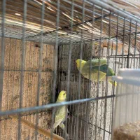 مرغ عشق رینبو یا رنگین کمانی