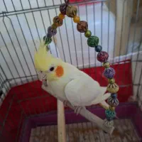 عروس هلندی لوتینو