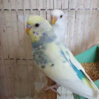 یک جفت مرغ عشق خاص