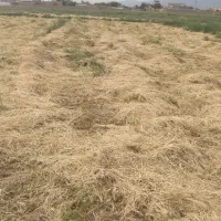 علف زعفرون قیمت ۲۵میلیون پول یک تن کاه