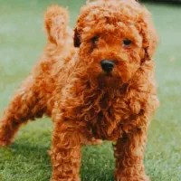 توله پودل نر رد(Toy Poodle) اصیل لوازم هدیه