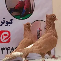 دوجفت نرماده زاغ دم سفیدوزرددم سفیدعطیقه