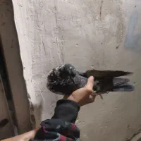 کبوتر پرشی|پرنده|شهرضا, |دیوار