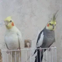 عروس هلندی  نر  سالم