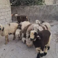 بره|حیوانات مزرعه|بهبهان, |دیوار