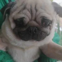 پاگ زیبا وخاص