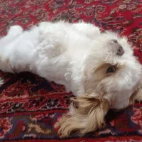 یک جفت شیتزو فلت عروسکی