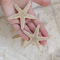 انواع ستاره وصدف دریایی
