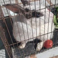 خرگوش|موش و خرگوش|اهواز, اسلام آباد غربی|دیوار