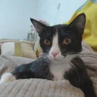 واگذاری خر گربه تاکسیدو|گربه|صباشهر, |دیوار