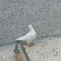 طوقی طوق سرور کبوتر کفتر