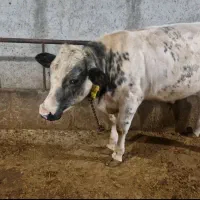 گوساله سفید آبی نر۱۰ماهه۳۷۷کیلویی