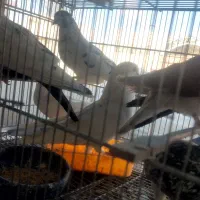 تعدادی کبوتر پرشی|پرنده|هشتگرد, شهرک اداری|دیوار