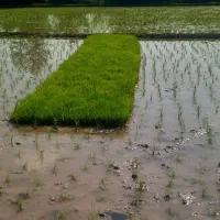 توم برای فروش دارم